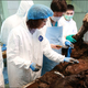 Illustration for article titled Russian scientists: We have a high chance of cloning a wooly mammoth